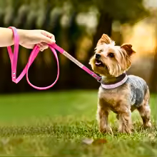 Sparkle Pup Collar & Leash Set