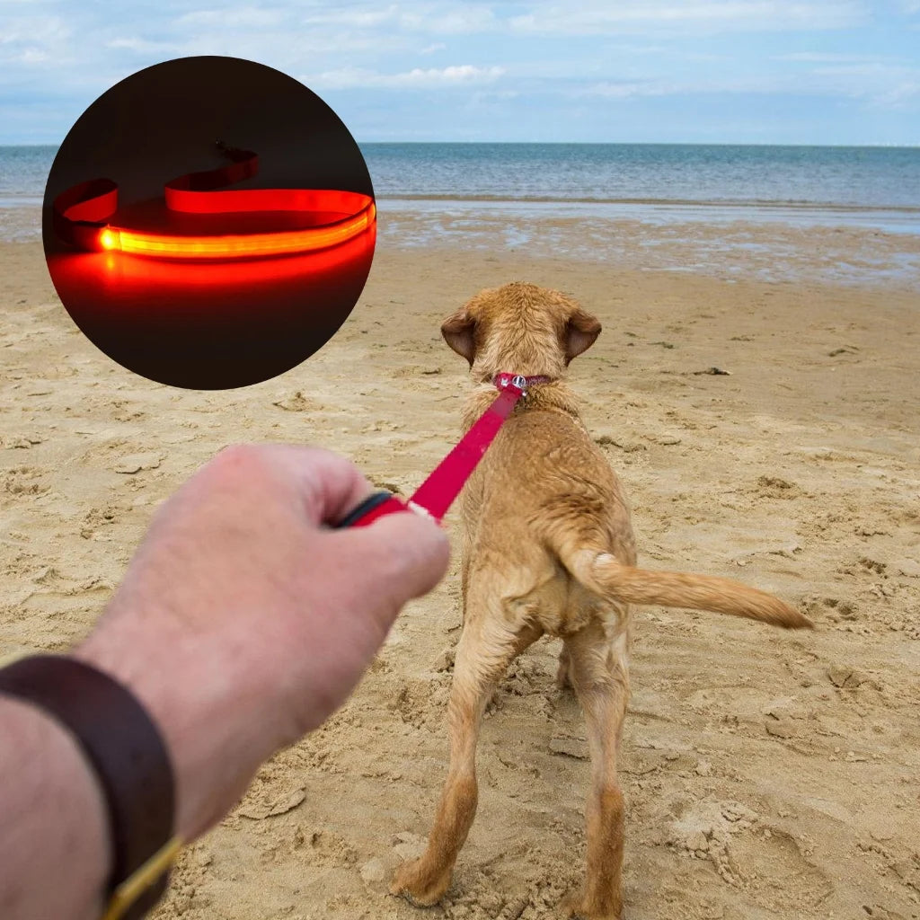 Glowing LED USB Rechargeable Dog Leash - Free Shipping